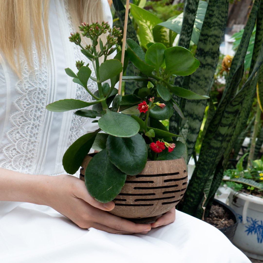 Horizons Coconut Planter