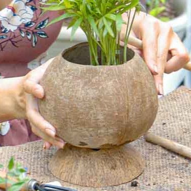 Pedestal Coconut Planter