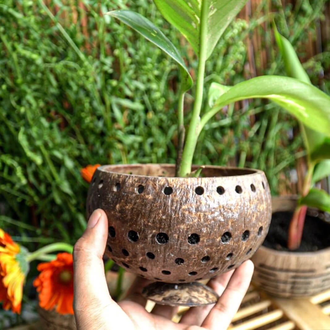 Punchout Coconut Planter